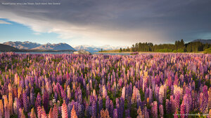 Russell lupines along Lake Tekapo, South Island, New Zealand