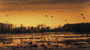 Sacramento National Wildlife Refuge, California