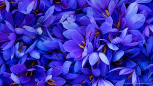 Saffron crocus flowers in Spain