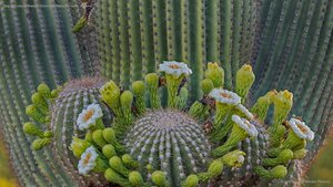 Saguaro cactus flowers, Coronado National Forest, Arizona
