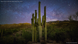 Saguaro 'family' and Milky Way, Saguaro National Park, Arizona