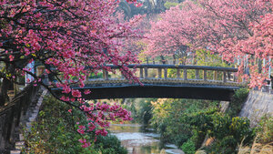 日本一早い桜、沖縄