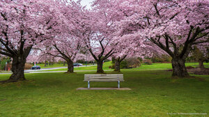 Cherry blossoms in Queen Elizabeth Park, Vancouver