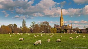 Salisbury Cathedral with flock of grazing sheep, England