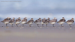 Sanderlings sleeping on a beach in Terschelling, Netherlands
