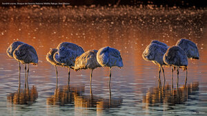 Sandhill cranes, Bosque del Apache National Wildlife Refuge, New Mexico