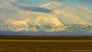 Sandhill cranes over barley fields near the Alaska Range, Delta Junction, Alaska