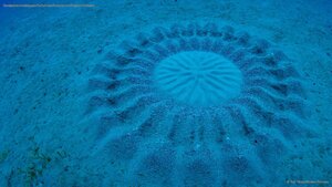 Sand pattern made by a pufferfish near Amami Ōshima, Kagoshima, Japan