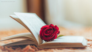 Rosa roja dentro de un libro abierto