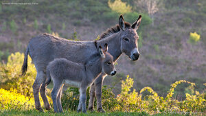 Sardinian donkey mare and foal, France