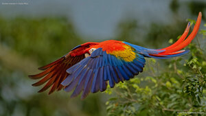 Scarlet macaw in Costa Rica