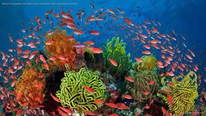 School of sea goldies with feather stars, Great Barrier Reef, Queensland, Australia