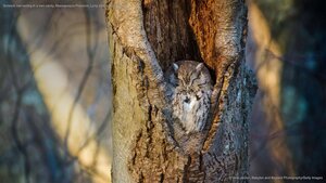 Screech owl resting in a tree cavity, Massapequa Preserve, Long Island, New York