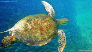 Sea turtle, Fernando de Noronha, Brazil
