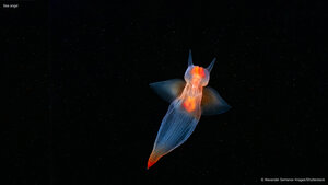 Sea angel