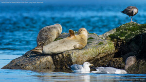 Harbor seals at Robert Moses State Park, Long Island, New York