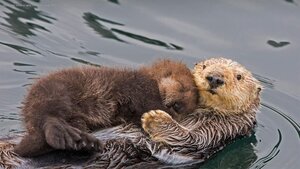 Sea otter mother and newborn pup, Monterey Bay, California