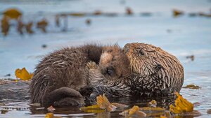 Sea otter mother and newborn pup in Monterey Bay, California