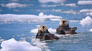 Sea otters in Prince William Sound, Alaska, 30 years after the Exxon Valdez oil spill