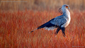 Secretarybird hunting for food in Rietvlei Nature Reserve, South Africa