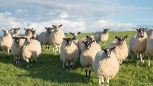 Flock of Swaledale sheep in North Yorkshire, England