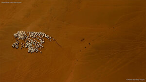 Sheep flock in the Gobi Desert