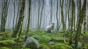 Sheep in the Peak District National Park of Derbyshire, England