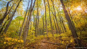 Fall colors in Shenandoah National Park, Virginia