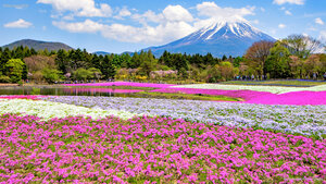芝桜, 山梨県