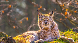 Eurasian lynx in Siberia