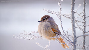 Siberian jay, Putorana Plateau, Siberia, Russia