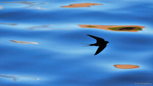 Silhouette of barn swallow in Berwickshire, Scotland