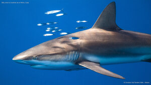 Silky shark at Jardines de la Reina, Cuba