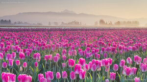 Skagit Valley Tulip Fields, Washington