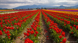 Tulip fields in spring, Skagit Valley, Washington