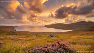 Heather growing in Glen Brittle, Isle of Skye, Scotland