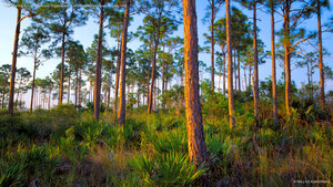 Waldinsel mit Sumpfkiefern und Sägepalmen, Everglades-Nationalpark, Florida, USA