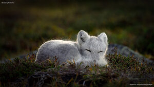 Sleeping Arctic fox