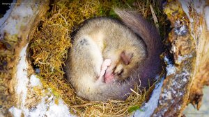 Sleeping dormouse, Alsace, France