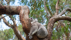 A koala sleeping in a eucalyptus tree, Australia