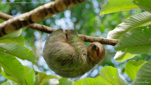 Brown-throated three-toed sloth sleeping in cecropia tree, Costa Rica