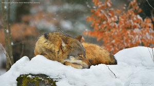 Sleeping wolf in Bavarian Forest National Park, Germany