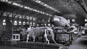 Smithsonian touring exhibition at the 1904 St. Louis World’s Fair