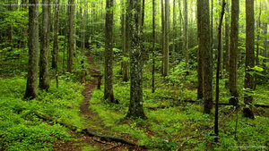 Forest path in Great Smoky Mountains National Park, Tennessee