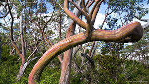 Tasmanian snow gum trees, Mount Field National Park, Tasmania, Australia