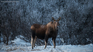 Female moose, Denali National Park, Alaska