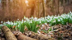 Schneeglöckchen blühen im Wald