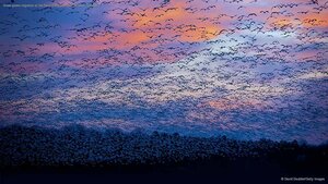 Snow goose migration at the Saint-François River, Quebec, Canada