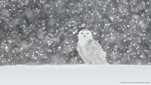 Snowy owl