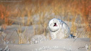 Snowy owl at Jones Beach, Long Island, New York